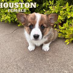 Houston - Pembroke Welsh Corgi puppy in Eau Galle, Wisconsin from Rocking Ridge Ranch