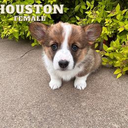 Houston - Pembroke Welsh Corgi puppy in Eau Galle, Wisconsin from Rocking Ridge Ranch