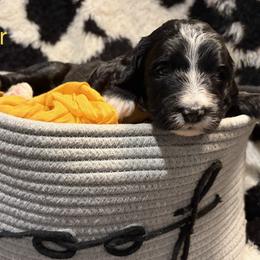 Summer - Black and white female Bernedoodle puppy in Coopersburg, Pennsylvania from Deutsch Hund Haus