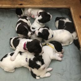 English Springer Spaniel Puppies from Bean Sidhe Springers