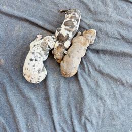 Brindlequin 2 - Harlequin male Great Dane puppy in Devine, Texas from Texas Devine Danes & Aussies