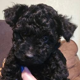 Bailey - Black and white female Aussiedoodle puppy in Windom, Texas from Wild Farm Puppies
