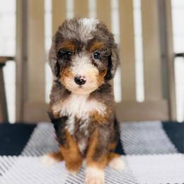 Cash - Merle male Goldendoodle puppy in Auburn, Indiana from Martin’s Doodles