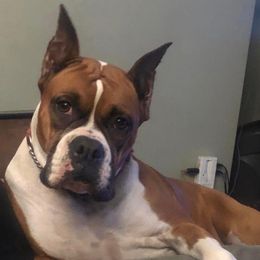 Zoie - Boxer
