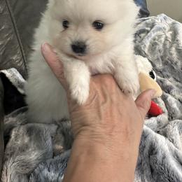 Pup 3 - White female Pomeranian puppy in Sonora, California from NorCal Pomeranians