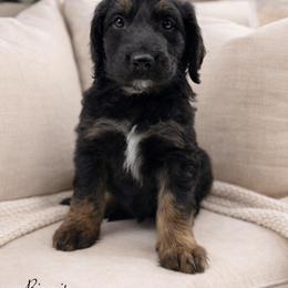 Biscuit - Black male Sheepadoodle puppy in Thornville, Ohio from Four Front Doodles & Friends