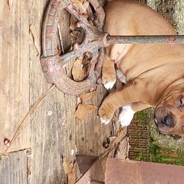 Bull Terrier and Staffordshire Bull Terrier Puppies from Courstaff Staffords