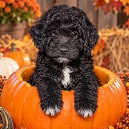 Cookie - Black female Goldendoodle puppy in Captain Cook, Hawaii from Big Island Goldendoodles