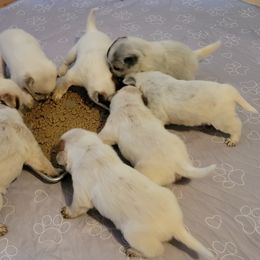Australian Cattle Dog Puppies from Miller Australian Cattle Dogs