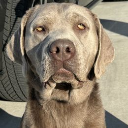 ASH - Labrador Retriever
