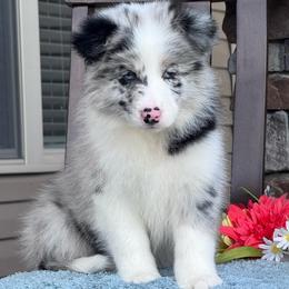 Cloudy - Blue merle male Border Collie puppy in Dunn, North Carolina from Coylety Border Collies