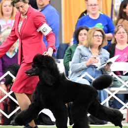 Poodles from Shalestone Poodles
