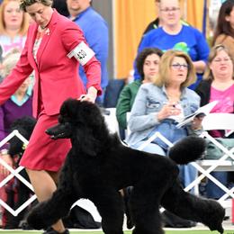 Poodles from Shalestone Poodles