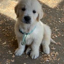 Lt Blue - Light golden male Golden Retriever puppy in Tacoma, Washington from Canyon Meadows Farm