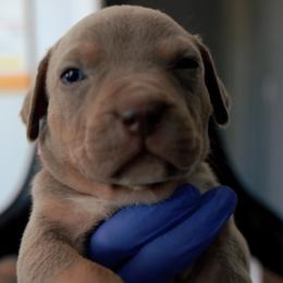 American Bully Puppies from EastSideMarky