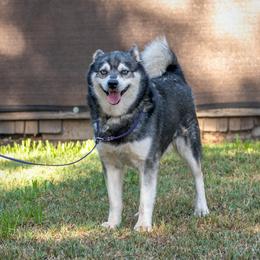 Steele - Alaskan Klee Kai