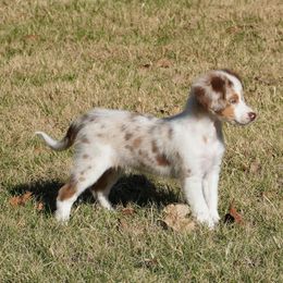 Red Merle Female 2 Blue Eyes - Red merle female Aussiedoodle puppy in Lawton, Oklahoma from Lindsey’s Aussies