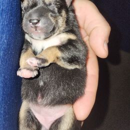 Shiba Inu Puppies from Pineapple Kennels