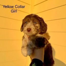 Aussiedoodle and Goldendoodle Puppies from J+Y World of Doodles