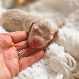 Costa - Light golden male Double Doodle puppy in Cleveland, Tennessee from Edgewater Doodles & Designer Pups
