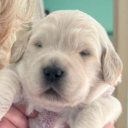 Boy 5 - Light golden male Golden Retriever puppy in Howell Township, New Jersey from Hunnypot Goldens