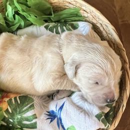 White collar - Light golden female Golden Retriever puppy in Ingleside, Texas from Sweetbay Goldens