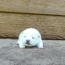 Charlie - Cream male Shiba Inu puppy in Clayton, Illinois from Adorable-Puppies