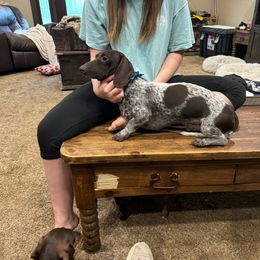 Gus - Dachshund