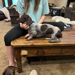 Gus - Dachshund