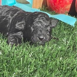 Licorice - Black male Labradoodle puppy in St George, Utah from Terra's Swann's Kennels