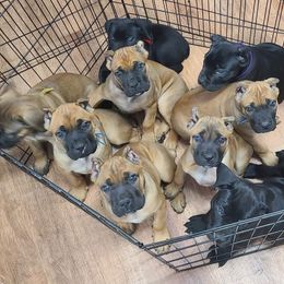 Cane Corso and Rhodesian Ridgeback Puppies from Diamondcrest Kennels