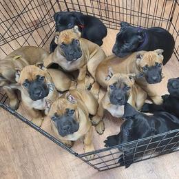 Cane Corso and Rhodesian Ridgeback Puppies from Diamondcrest Kennels