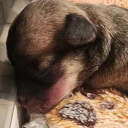Boy 1 (TBA) - Fawn male Chihuahua puppy in Jacksonville, Florida from Precious Paws of Florida - Chihuahuas