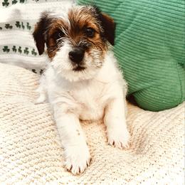 Rosie - Tri-color female Russell Terrier puppy in Burns, Tennessee from Terrier Town of Tennessee