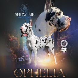 Ophelia - Great Dane