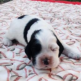 Blue Boy - Black and white male Cocker Spaniel puppy in Beggs, Oklahoma from Southern Country Cockers