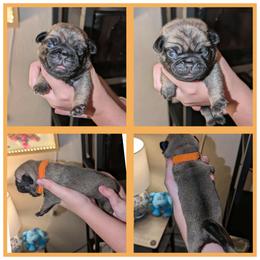 Fred - Fawn male Pug puppy in Winter Haven, Florida from Lisa's Pugalicious Pugs