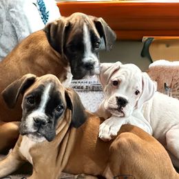 BILLY RAY Boy 5 - Fawn Boxer puppy in Lafayette, Tennessee from Silver Rain