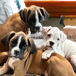 BILLY RAY Boy 5 - Fawn Boxer puppy in Lafayette, Tennessee from Silver Rain