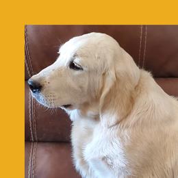 Lucky - Golden Retriever