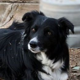 Australian Shepherds and Border Collies from Lisa Edwards's Australian Shepherds and Border Collies