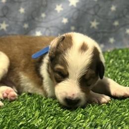 Noah - male Scottish Collie puppy in Newcastle, Wyoming from 7K Collies