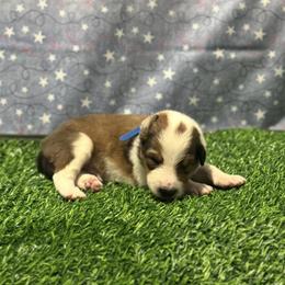 Noah - male Scottish Collie puppy in Newcastle, Wyoming from 7K Collies