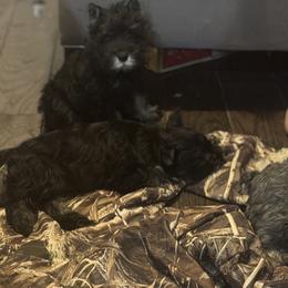 Joshua - Black and silver male Miniature Schnauzer puppy in Wentworth, Missouri from Twisted R Farm