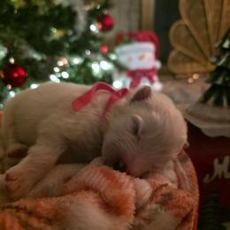 Pink - White female Samoyed puppy in San Antonio, Texas from Hill Country Samoyeds