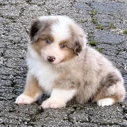 FIRECRACKER - Red merle male Miniature American Shepherd puppy in Nolensville, Tennessee from Sweetheart Miniature American Shepherds