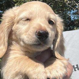 Dachshunds from Beanies Babies