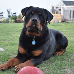Nitto - Rottweiler