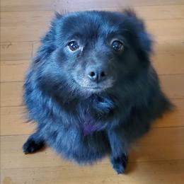 Pippi - Companion Cross
