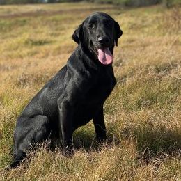 Labrador Retriever puppies from Buffalo Valley Breeders